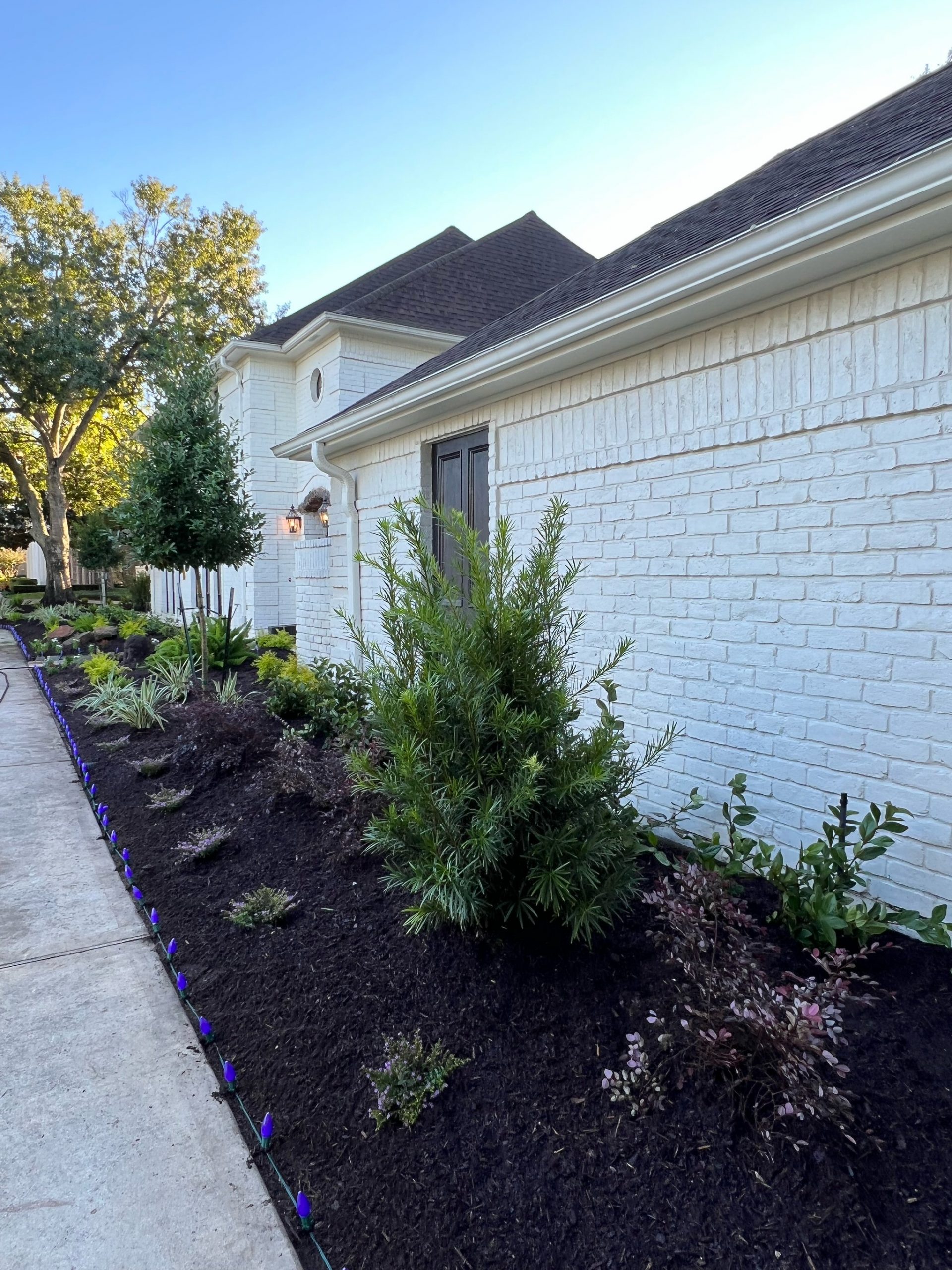 Residential walkway landscape installation with low maintenance plants and shrubs designed for the Houston Texas climate